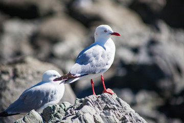 Seagulls in New Zealand