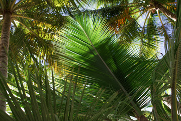 Bottom view of the branches of coconut trees and the sky
