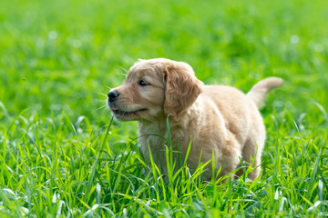 Little Golden Retriever puppy standing in the green, long grass. Summertime. 