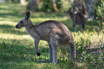 Obraz na płótnie Canvas kangoroo