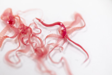 The study of Tapeworm infection is caused by ingesting food or water contaminated with tapeworm...