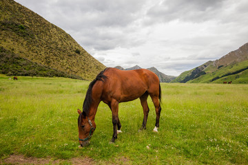 Horses at Moke Lake