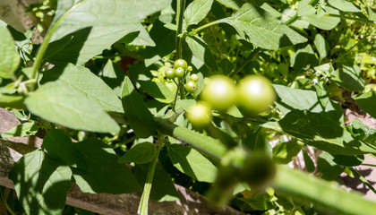 Circular seeds in focus