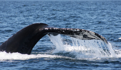 Humpback Whale tail splashing in the ocean
