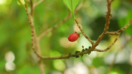 Erythroxylum coca, coca bush in a flowerpot in a tropical greenhouse, science research, plant ripe red fruit, leaf and leaves green, extraction alkaloids, South America