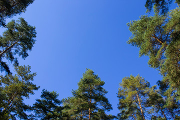 Obraz premium Blue sky and coniferous trees. Background