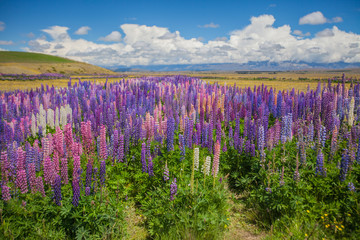 Fototapeta premium Lupins in New Zealand