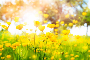 wilde frühlingsblumen butterblumen