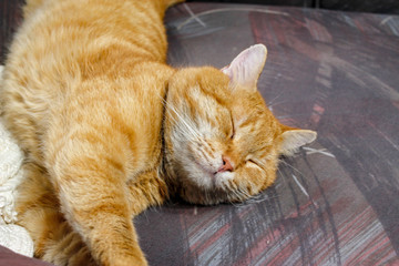 Male yellow tabby cat sleeps on the armchair