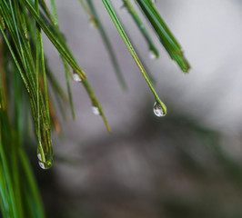 Drop of water on a pine needle. Closeup rain water or dew drops on green pine leaves. Water drop on pine leaf. Tree, nature, grass, branch, plant, leaf, flower, pine, green.