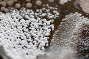 Colony characteristic of Actinomyces, Bacteria, yeast and Mold on selective media from soil samples for study in laboratory microbiology.