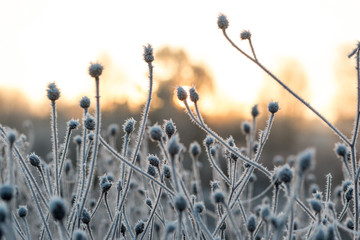 Cold and frosty morning