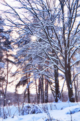 beautiful winter landscape with forest