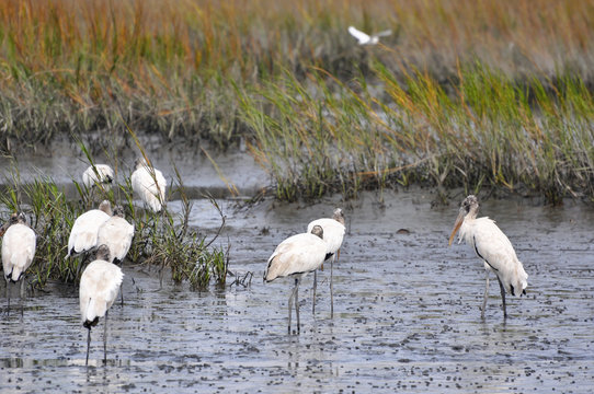 Flock of wood storks foraging for food in the mud at Huntington Beach, South Carolina