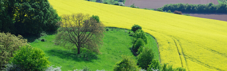 frühling - rapsfeld und acker