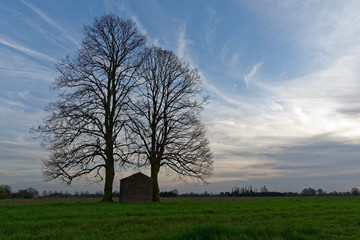 Obraz premium Linden mit Heiligenhäuschen