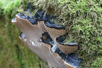 Birch bristle bracket fungus, Phellinus lundellii