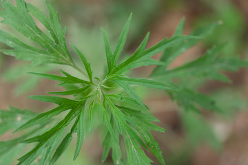 Background of Cannabis (Drugs), Analysis of Cannabis in laboratory.