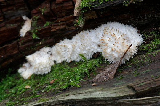 Powderpuff bracket fungus, Postia ptychogaster