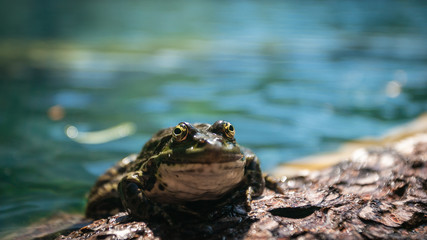 Green marsh frog (Pelophylax ridibundus) mating call