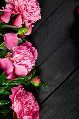 Beautiful pink peony flowers on black background.