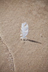 a feather stuck in the sand on the beach. vacation memory. sea