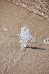a feather stuck in the sand on the beach. vacation memory. sea