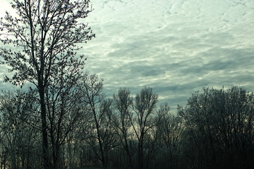 Nature landscape, winter gray sky and and tree branches silhouettes