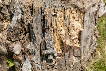 Wood texture of rotten tree trunk, close-up, texture, background