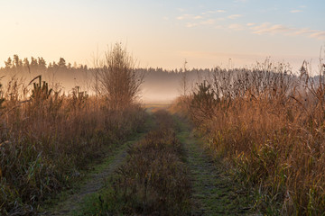 morning mist fog over meadows