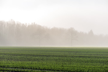 Fototapeta premium morning mist fog over meadows