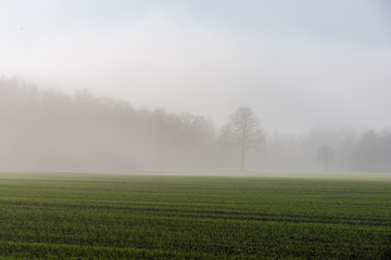 Obraz na płótnie Canvas morning mist fog over meadows