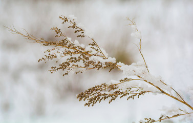 Close-up yellow dry plant in snow.  Yellow dry grass and blurred winter snow landscape with brown bushes in background.