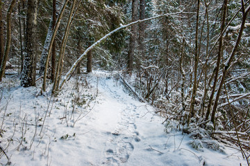 Fototapeta premium sunny winter day in snowy forest