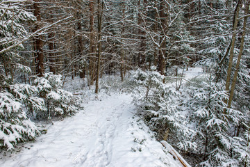 sunny winter day in snowy forest