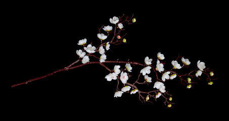 Fototapeta premium Branch of cherry flowers