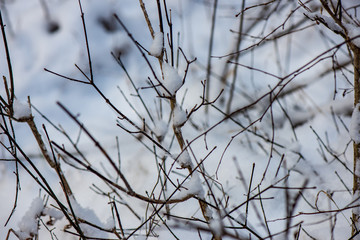 sunny winter day in snowy forest