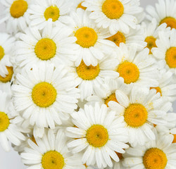Fototapeta premium Many flowers of chamomile, covered with water drop