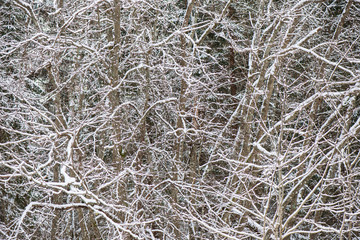 sunny winter day in snowy forest