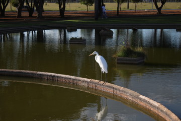 swan on lake