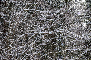 sunny winter day in snowy forest