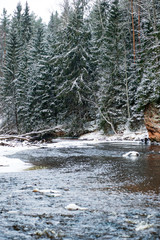 Fototapeta na wymiar forest river in winter. Amata in Latvia