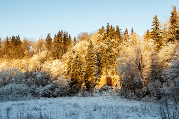 sunny winter day in snowy forest
