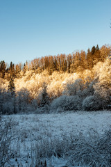 sunny winter day in snowy forest