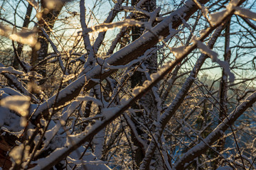 sunny winter day in snowy forest