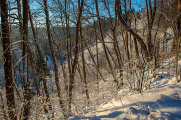 Fototapeta premium sunny winter day in snowy forest