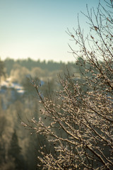 sunny winter day in snowy forest