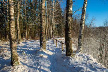 sunny winter day in snowy forest
