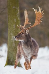 Wild Fallow deer, dama dama, male standing in snow. Front view of majestic animal in winter forest.