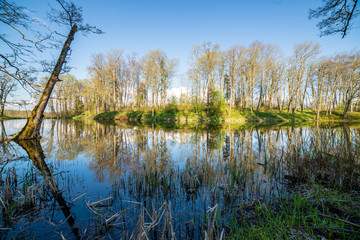 beautiful summer day at the lake, tree reflections in blue water